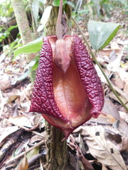 Aristolochia chiapensis