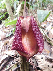 Aristolochia chiapensis