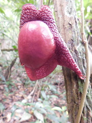 Aristolochia chiapensis