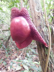 Aristolochia chiapensis