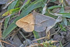 Epidesmia chilonaria