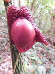Aristolochia chiapensis