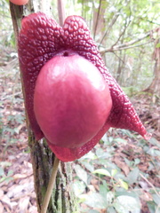 Aristolochia chiapensis