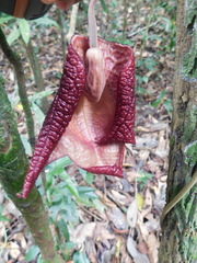 Aristolochia chiapensis