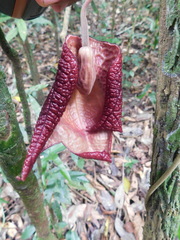 Aristolochia chiapensis