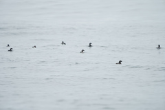 Pelecanoides garnotii