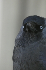 Corvus monedula