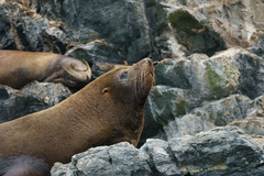 South American Fur Seal photo 2