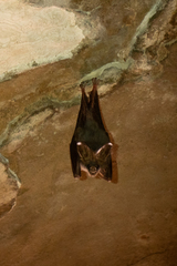 Megaderma spasma
