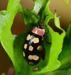 Alagoasa bipunctata perennis