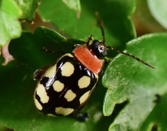 Alagoasa bipunctata perennis