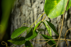 Baculomia siamensis