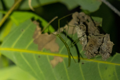 Baculomia