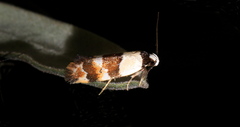 Zonopetala