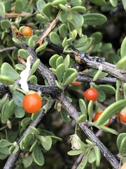 Lycium exsertum
