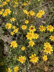 Pseudobahia heermannii