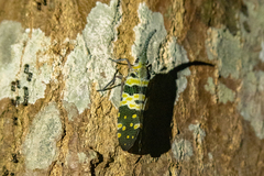 Pyrops viridirostris