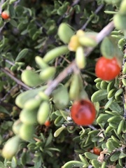 Lycium exsertum
