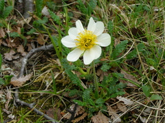 Dryas oxyodonta