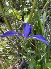 Iris hexagona