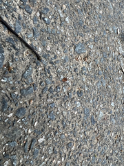 Pseudogagrella splendens