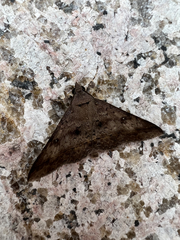 Hypospila