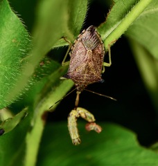Podisus sagitta
