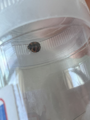 Aiolocaria hexaspilota