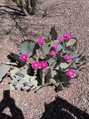 Opuntia basilaris