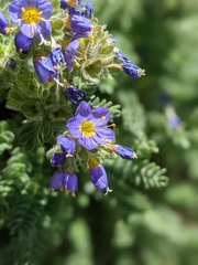 Polemonium eddyense