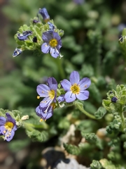 Polemonium eddyense