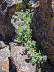 Polemonium eddyense