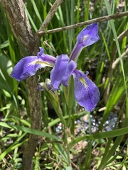 Iris hexagona