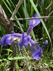 Iris hexagona