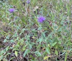 Monardella purpurea