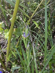 Iris hexagona