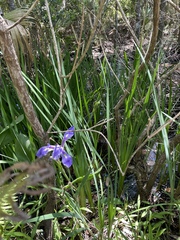 Iris hexagona
