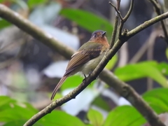 Leptopogon rufipectus