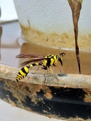 Phimenes flavopictus flavopictus