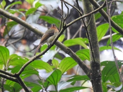 Leptopogon rufipectus