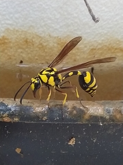 Phimenes flavopictus flavopictus