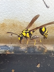 Phimenes flavopictus flavopictus