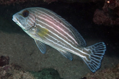 Plectorhinchus caeruleonothus