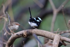 Malurus cyaneus ashbyi