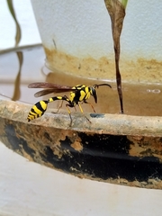 Phimenes flavopictus flavopictus