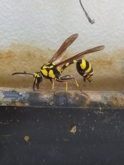 Phimenes flavopictus flavopictus