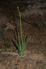 Hemiphylacus hintoniorum