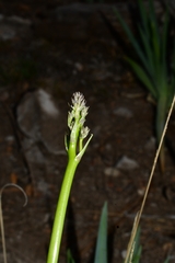 Hemiphylacus hintoniorum