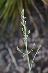 Hemiphylacus hintoniorum