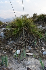 Hemiphylacus hintoniorum